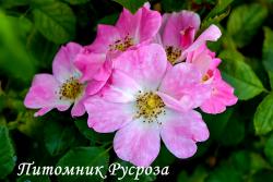 PINK BASSINO (Пинк Бассино)