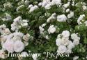 GREAT NORTH EASTERN ROSE (Грейт Ноф Истэн Роуз)