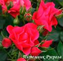 PINK FOREST ROSE (Пинк Форест Роуз)