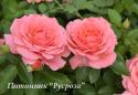 PINK ABUNDANCE (HARFROTHY) (Пинк Эбандэнс)