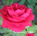 ROSE DE TAVEL (Роуз де Тавель)