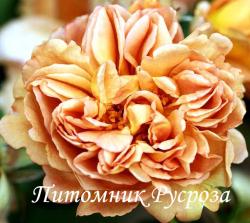 CAFЕ (Кафэ)