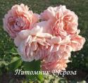 CAFЕ (Кафэ)