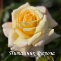 HERMANN HESSE ROSE (Герман Гессе Розе)