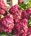 Гортензия метельчатая  "COLOURFUL COCKTAIL"