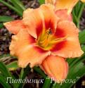 Лилейник "Apricot Beauty" (Hemerocallis)