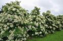 Гортензия черешковая (Hydrangea petiolaris)