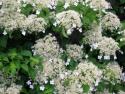 Гортензия черешковая (Hydrangea petiolaris)