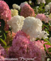 Гортензия метельчатая  "PETITE CHERRY"