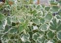 Гортензия черешковая (плетистая)  (Hydrangea anomala subsp. petiolaris ) "Silver Lining"  (Сильве Лайнин)