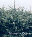 Ель голубая "Super Blue" (Picea pungens)