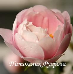 HUSMODERROSE (Хусморозе)