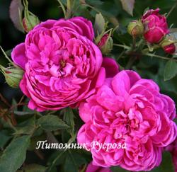 ROSA PAEONIA (PEONIA) (Роза Пеония)