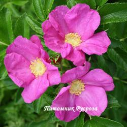 ROSA RUGOSA RUBRA (Роза Ругоза Рубра)