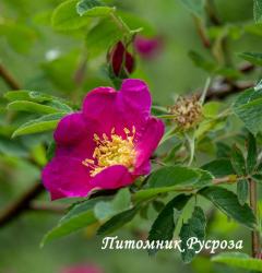 ROSA MAJALIS (Роза Майялис)