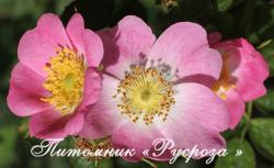 ROSA RUBIGINOSA (Роза Рубигиноза. Роза Эглантерия)