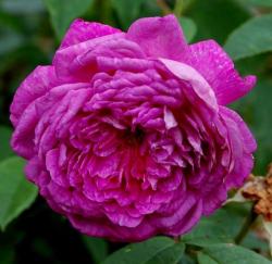 ROSA GALLICA L' EVEQUE (Роза Галлика Эль Эвек)