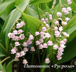 Ландыш rosea (Convallaria majalis var. rosea)