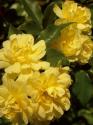 ROSA BANKSIA LUTEA (Роза Бэнксия Лютеа)