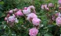 ROSA CENTIFOLIA MUSCOSA (Роза Центифолия Мускоза)