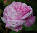 ROSA CENTIFOLIA VARIEGATA (Роза Центифолия Вариегата)