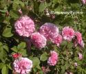 ROSA DAMASCENA TRIGINTIPETALA (Роза Дамасцена Тригинтипетала)