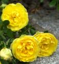 FOETIDA PERSIAN YELLOW  (Фетида Пёжэн Йеллоу)