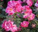 ROSA MUNDI (VERSICOLOR) (Роза Мунди)