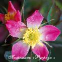 ROSA GLAUCA (RUBRIFOLIA) (Роза Глаука)