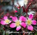 ROSA GLAUCA (RUBRIFOLIA) (Роза Глаука)