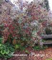 ROSA GLAUCA (RUBRIFOLIA) (Роза Глаука)