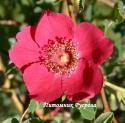 ROSA MOYESII MANDARINROSE (Роза Мойезии Мэндоринроуз)