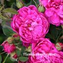 ROSA PAEONIA (PEONIA) (Роза Пеония)