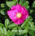 ROSA RUGOSA RUBRA (Роза Ругоза Рубра)