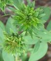 ROSA VIRIDIFLORA (GREEN ROSE) (Роза Виридифлора)