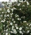 ROSA PIMPINELLIFOLIA (Роза Пимпинеллифолия. Роза бедренцеволистная. Роза колючейшая.)