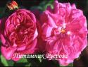 VIVID (ROSE DE NORMANDIE) (Вивид)