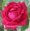 VIVID (ROSE DE NORMANDIE) (Вивид)