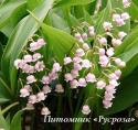 Ландыш rosea (Convallaria majalis var. rosea)