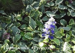 Живучка "Variegata" (Ajuga reptans)