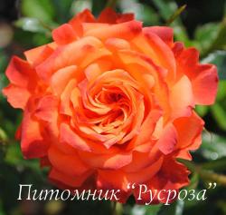 MANDARINE SYMPHONY (Мандарин Симфони)