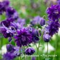 Аквилегия "Blue Barlow" (Aquilegia)