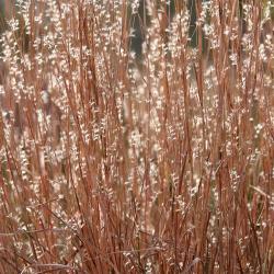 Андропогон метельчатый "Standing Ovation" (Andropogon scoparius)