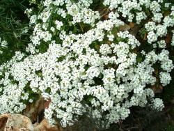 Арабис кавказский "Snowcap" (Arabis caucasica)