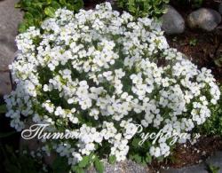 Арабис кавказский "Little Treasure White"  (Arabis caucasica)