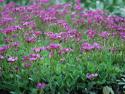 Арабис кавказский "Pinkie" (Arabis caucasica)