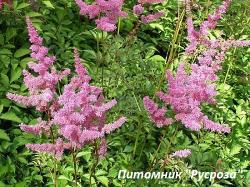 Астильба Арендса "Amethyst" (Astilbe arendsii)