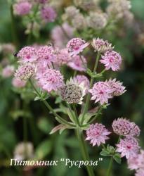 Астранция крупная "Pink Pride" (Astrantia major)