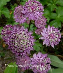 Астранция крупная "Star of Beauty" (Astrantia major)