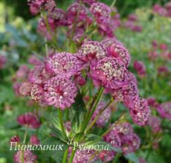 Астранция крупная "Abbey Road" (Astrantia major)